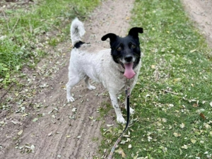 Gesztenye_2025_11_28