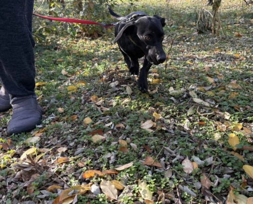 Mentor_program_2_20_kep